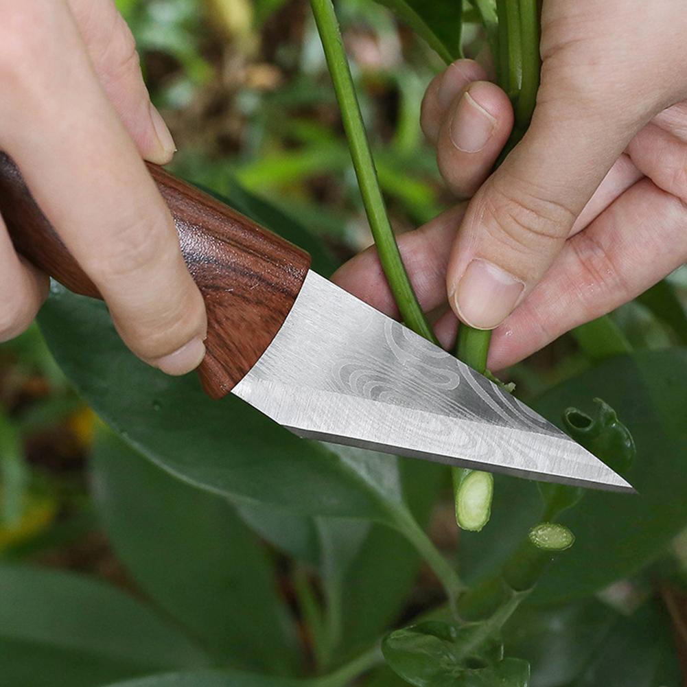 سكين تطعيم احترافي للحدائق وأش - مراجعة Bonsai Tool Set وسعره