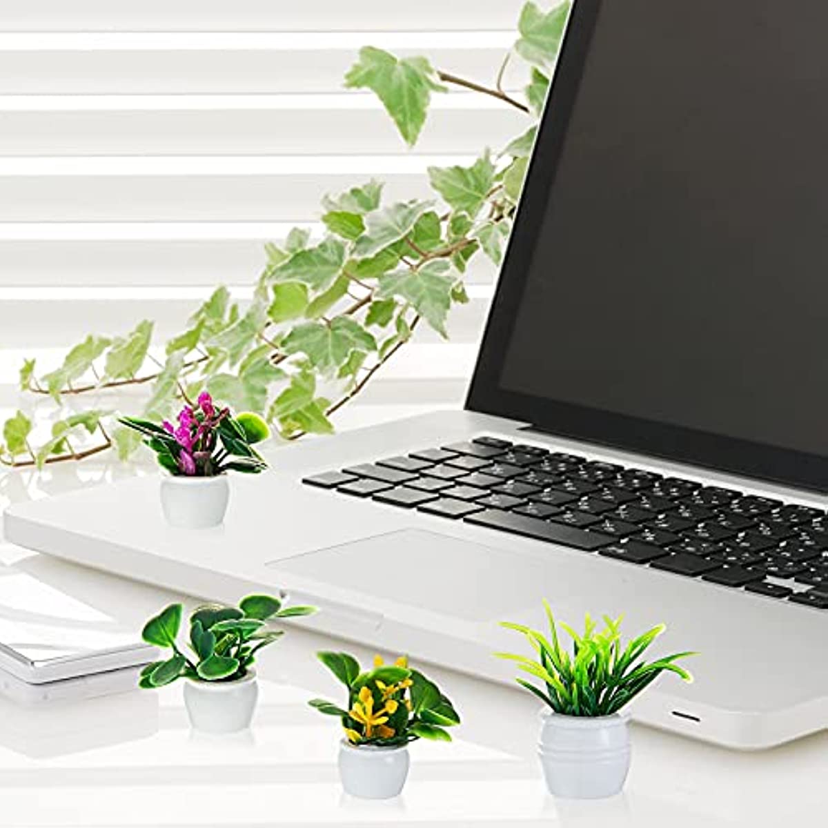 نبات بيت الدمى، نبات بونساي مص - مراجعة Bonsai Garden Accessories وسعره