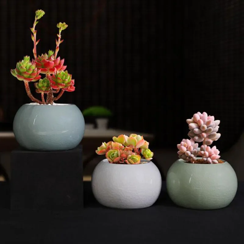 وعاء زرع سيراميك على الطراز ال - مراجعة Bonsai Garden Europe وسعره