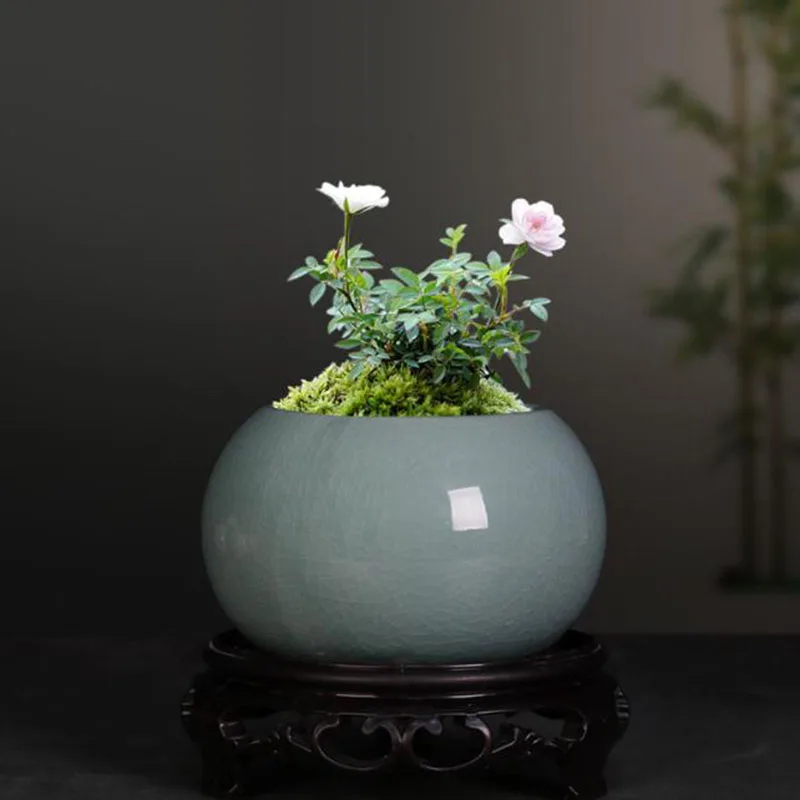 وعاء زرع سيراميك على الطراز ال - مراجعة Bonsai Garden Europe وسعره