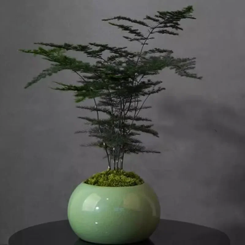 وعاء زرع سيراميك على الطراز ال - مراجعة Bonsai Garden Europe وسعره