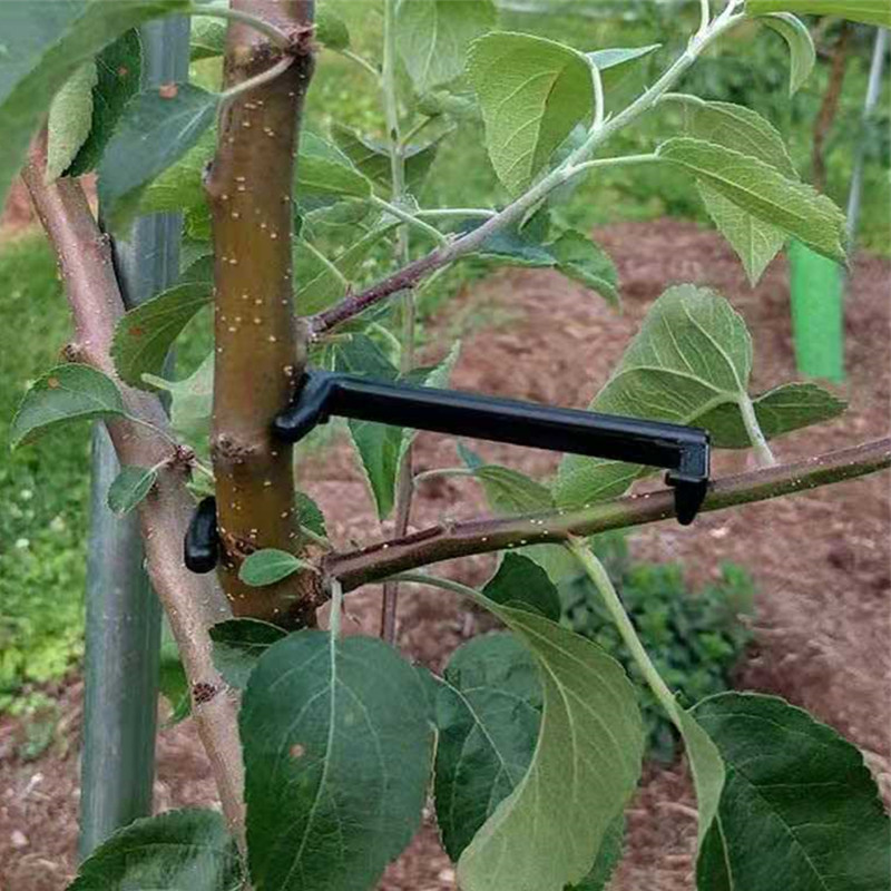 10-30 قطعة مقاطع شجرة الفاكهة  - مراجعة Bonsai Garden Tools وسعره