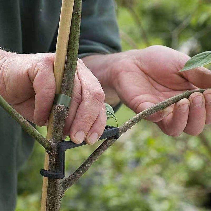 10-30 قطعة مقاطع شجرة الفاكهة  - مراجعة Bonsai Garden Tools وسعره