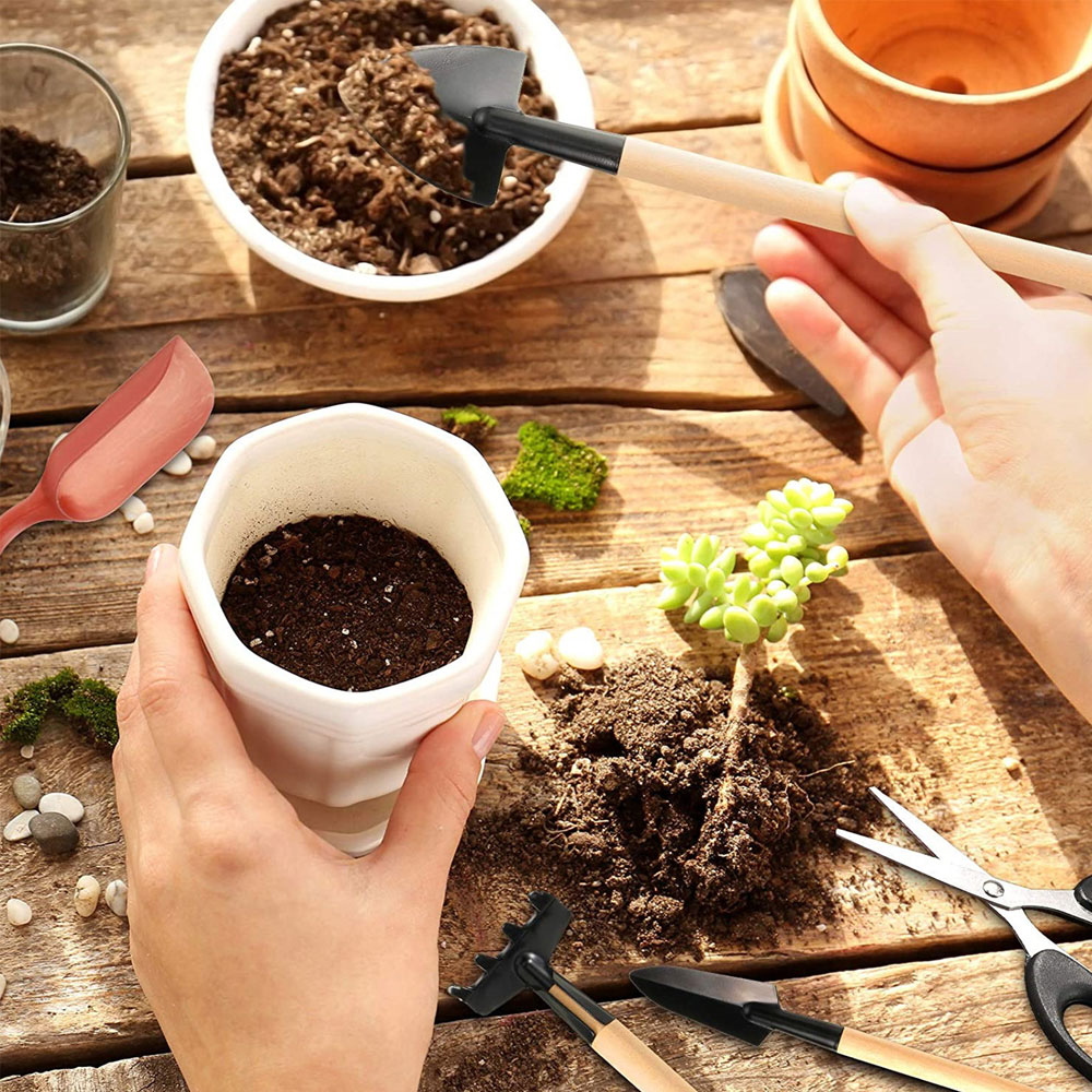 أدوات النباتات النضرة حديقة صغ - مراجعة Bonsai Garden Miniature وسعره
